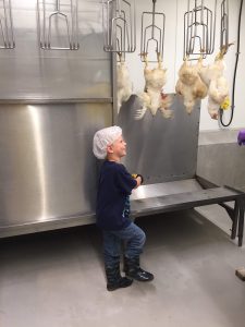 Processing chickens at MSU Meat Labs